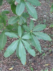 Pachira glabra