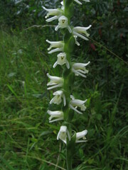 Spiranthes vernalis