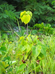 Thespesia populnea