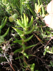 Crassula tetragona
