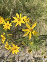 Bidens aristosa