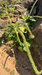 Heliotropium indicum