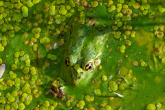 Pelophylax epeiroticus