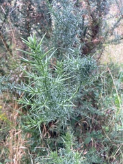Ulex