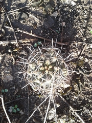 Ancistrocactus tobuschii