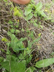 Bupleurum falcatum