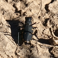 Cicindela obsoleta