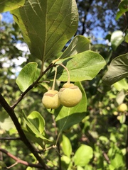 Styrax officinalis