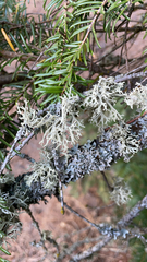 Evernia prunastri