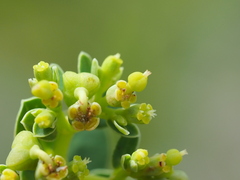 Euphorbia atoto