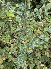 Cotoneaster simonsii