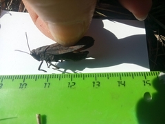 Psophus stridulus