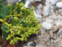 Euphorbia atoto