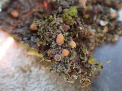 Protopannaria pezizoides