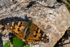 Vanessa cardui