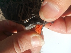 Psophus stridulus