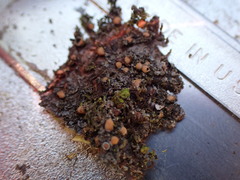 Protopannaria pezizoides