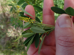 Melilotus indicus
