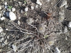 Ancistrocactus tobuschii