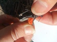 Psophus stridulus