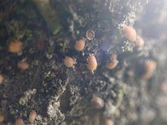 Protopannaria pezizoides