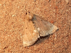 Hypena bijugalis