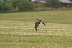 Circus macrourus