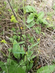 Bupleurum falcatum