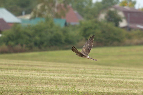 Aguilucho papialbo (Circus macrourus)