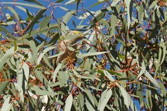 Ptilotula penicillata