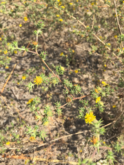 Centromadia parryi australis