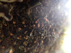 Protopannaria pezizoides