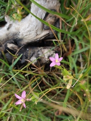 Centaurium pulchellum