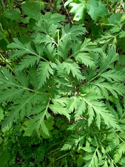 Pleurospermum uralense