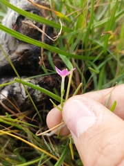 Centaurium pulchellum