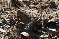 Heteronympha merope