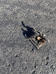 Aphonopelma