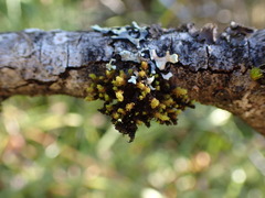Plenogemma phyllantha