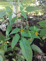 Bidens tripartita
