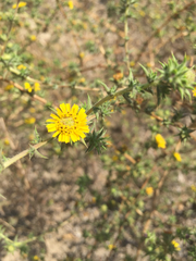 Centromadia parryi australis