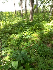 Lilium martagon pilosiusculum