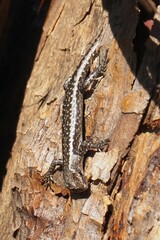 Cryptoblepharus