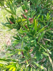 Podocarpus costalis