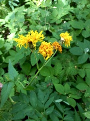 Crepis sibirica