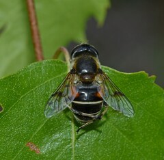 Eristalis rupium
