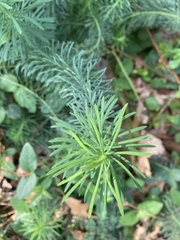 Euphorbia cyparissias