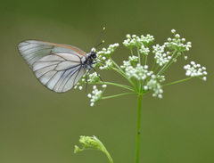 Aporia crataegi