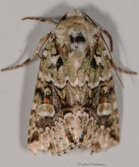 Lacinipolia implicata