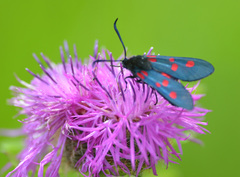 Zygaena