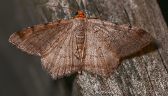 Macaria minorata